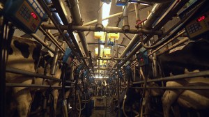 A milking parlour on a dairy farm